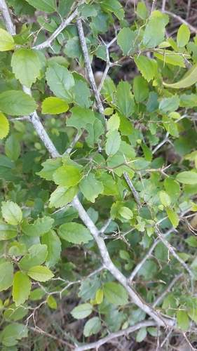 Celtis spinosa