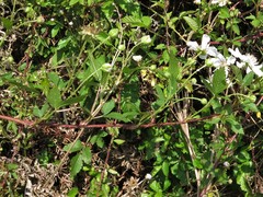 Rubus sons