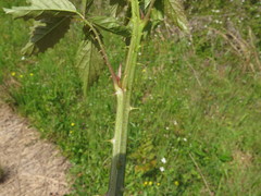 Rubus sons