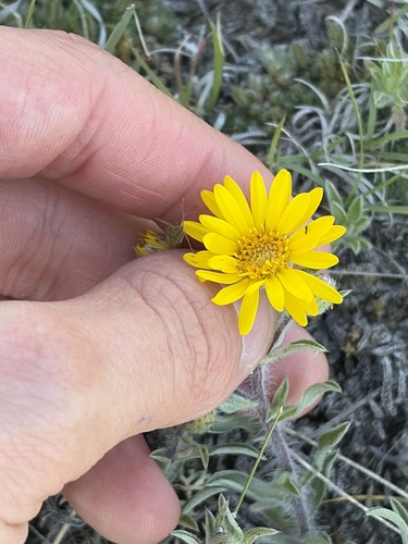 Hairy False Goldenaster