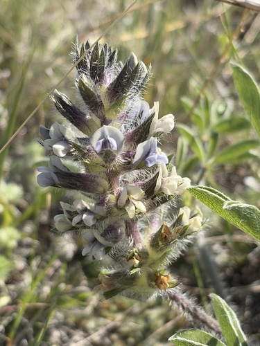 breadroot scurf pea
