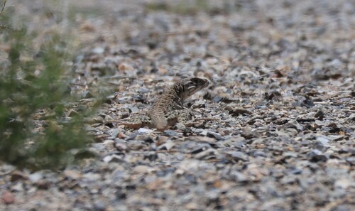 iNaturalist observation photo of Long-nosed Leopard Lizard