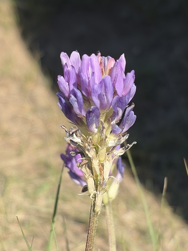 Laxmann's Milkvetch