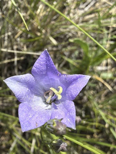Alaskan bellflower