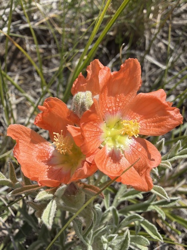 Scarlet Globemallow