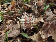 Pachysandra procumbens