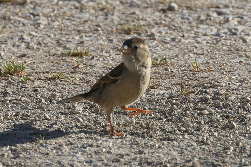 House Sparrow