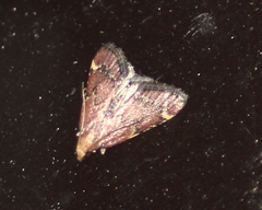 Hypsopygia intermedialis