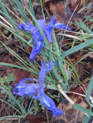Iris tigridia, photograph (c) Tom Field, some rights reserved (CC BY)