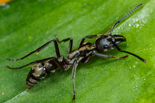 Hairy Panther Ant