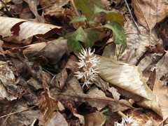 Pachysandra procumbens