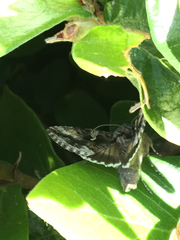 Autographa californica