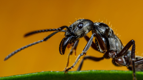 Hairy Panther Ant