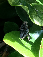 Autographa californica