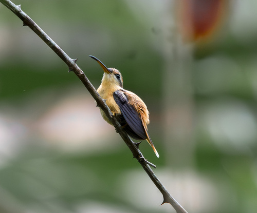 Reddish Hermit