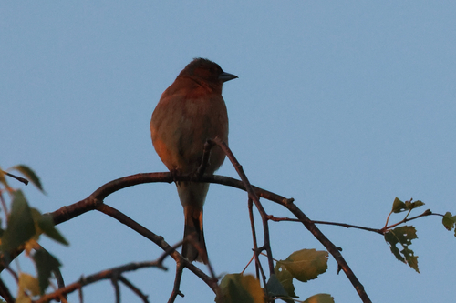 Common Chaffinch
