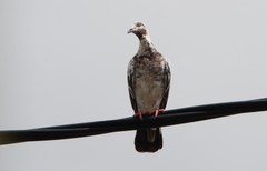 Columba livia domestica