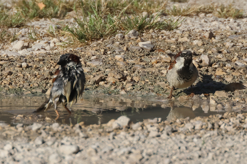 House Sparrow