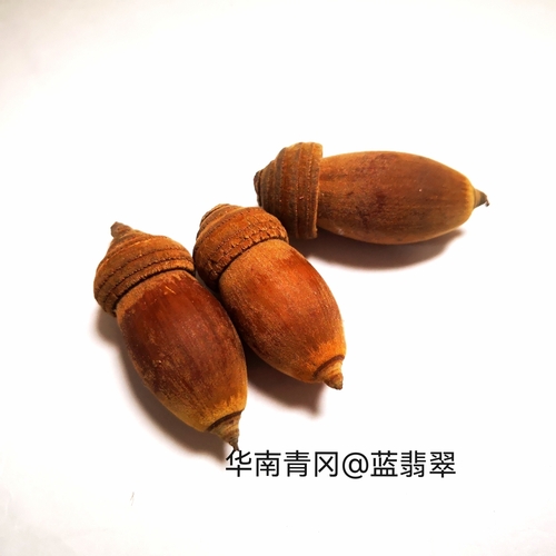 Quercus edithiae observed 2026-06-15