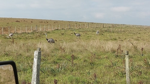 Greater Rhea