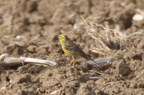 Yellowhammer