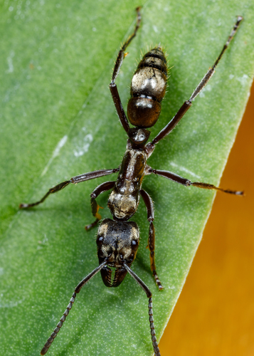 Hairy Panther Ant
