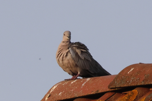 Eurasian Collared-Dove