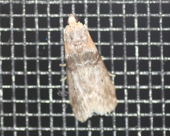 Sciota vetustella