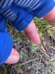 Cryptantha nevadensis