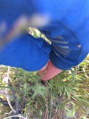 Cryptantha nevadensis