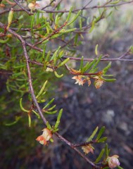 Dodonaea hexandra