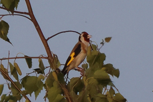 European Goldfinch