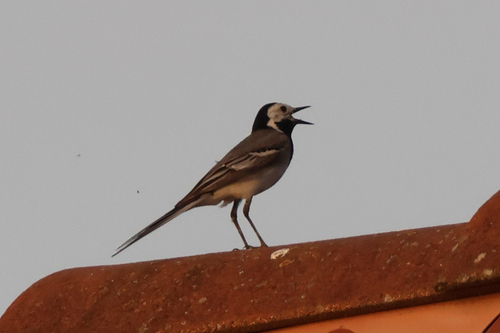White Wagtail