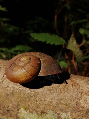 Macrocyclis peruvianus