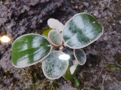 Brachyglottis bidwillii