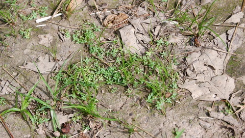 Callitriche terrestris, photograph 4