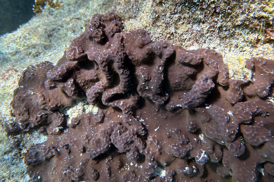 Sea Liver photo 7