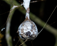 Mastophora cornigera
