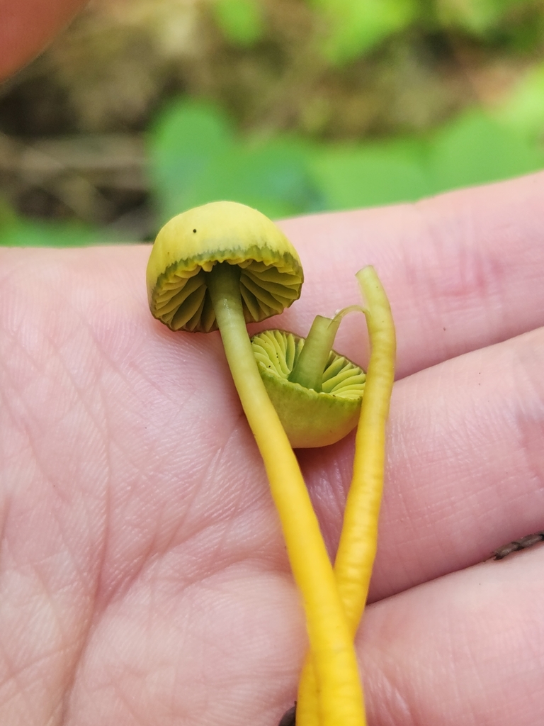 Parrot Mushroom