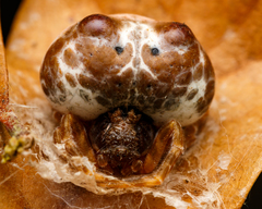 Mastophora cornigera