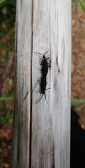 Pyractonema