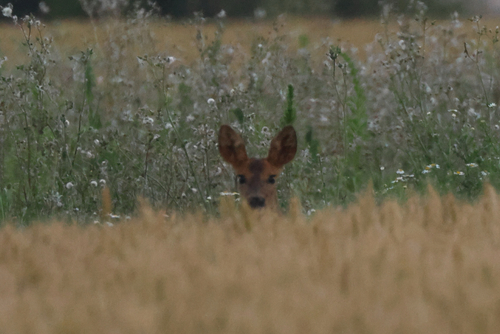 Western Roe Deer