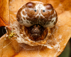 Mastophora cornigera