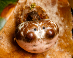 Mastophora cornigera