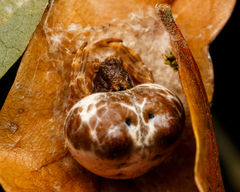 Mastophora cornigera