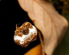 Mastophora cornigera