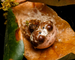 Mastophora cornigera