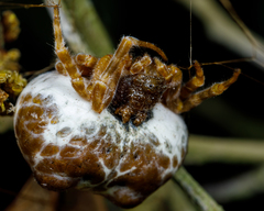 Mastophora cornigera