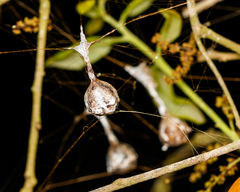 Mastophora cornigera