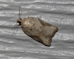 Acleris semiannula